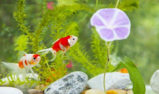 热带鱼有白点怎么办 热带鱼有白点怎么办图片