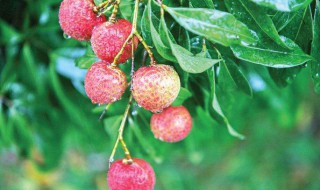 ?荔枝泡酒要不要去蒸一下