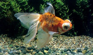 金鱼尾巴烂了用什么药（金鱼尾巴烂了用什么药最好）