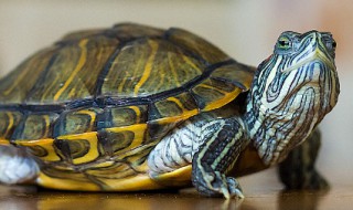 乌龟甲片翘起来了怎么办 乌龟翘甲怎么恢复