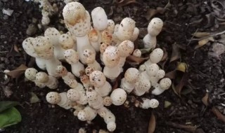 鸡腿菇出菇后怎样管理 鸡腿菇多久出菇