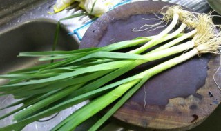 青蒜在什么样的环境中长得好（蒜喜欢什么环境）