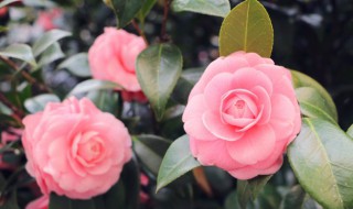 茶花怎么扦插 茶花的扦插方法和时间