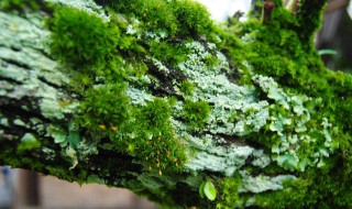 如何清洗青苔（如何清洗青苔污渍）