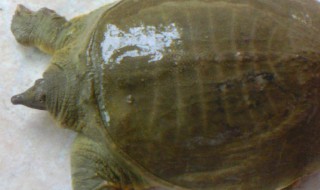 如何清洗甲鱼 甲鱼怎么如何清洗甲鱼