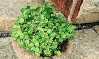 铜钱草用土种的方法 铜钱草怎么用土种