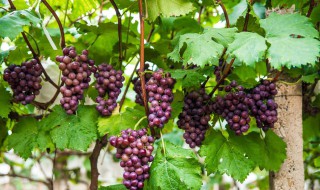 山葡萄种植与管理方法 山葡萄种植与管理方法视频