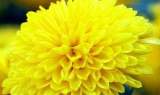 菊花代表什么花语（菊花代表什么花语作业帮）