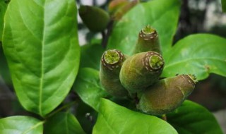 腊梅的花语 蓝色腊梅的花语