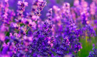 紫色的寓意（紫色的寓意的祝福语）