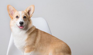 狗冲龙是什么意思 狗冲龙是什么意思煞南