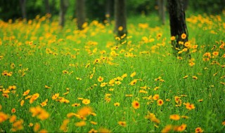 黄色代表什么（黄色代表什么情绪）