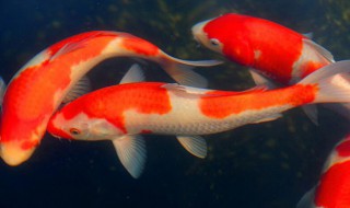 养锦鲤养几条好（养锦鲤养几条好 属相）