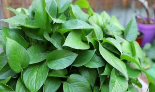 好养殖的花卉（最好养殖的花卉）