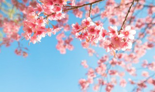 樱花的寓意 富士山和樱花的寓意