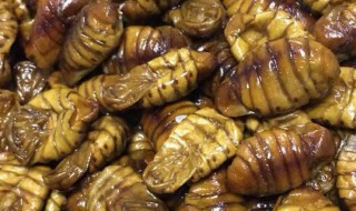 活蝉蛹怎么存放（活蝉蛹怎么储存）