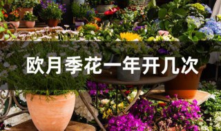 欧月季花一年开几次（欧月季花期多长）