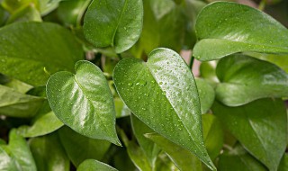 绿萝要修剪吗（绿萝要修剪吗?）