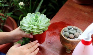 多肉烂根怎么处理（多肉烂根怎么处理方法视频）