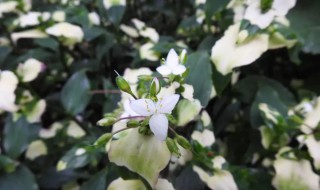 白花紫露草的功效与作用 白花紫露草有什么功效