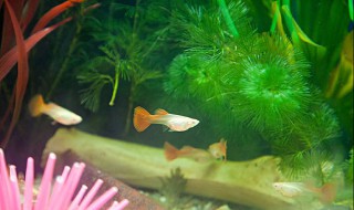 孔雀鱼生小鱼前兆是什么（孔雀鱼生小鱼前兆是什么样子）