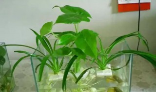 水植花卉有什么（水植花卉有什么品种）