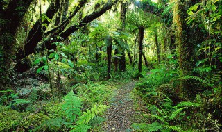 热带雨林有什么树（热带雨林有什么树木）
