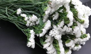 白色勿忘我的花语是什么 白色勿忘我的花语是什么,象征了什么?