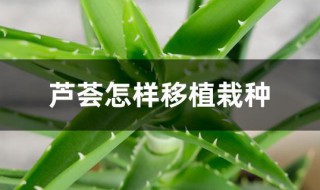 芦荟怎样移植栽种（芦荟怎样移植栽种方法）