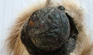 麝香是什么东西 麝香是什么动物身上的哪个部位