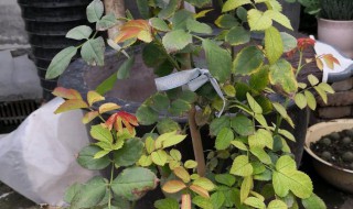 盆栽月季花叶子发黄是怎么回事（盆栽月季花叶子发黄是怎么回事修剪）