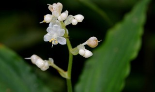 杜若的花语和寓意（杜若有什么寓意）