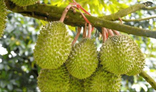 北方种植榴莲树的注意事项 榴莲树可以在北方种植吗