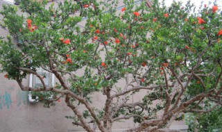 石榴树不开花不结果是什么原因 石榴树不开花不结果是什么原因呢