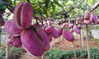 八月瓜的籽能吃不（八月瓜籽为什么不能吃）