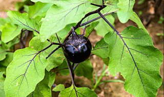 茄子的生长过程（茄子的生长过程视频）