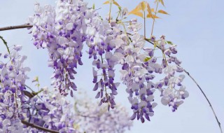 紫藤花和紫槐花的区别（紫藤花和紫槐花的区别图片）