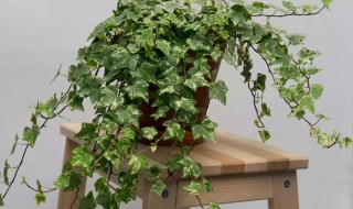 喜阳植物盆栽有哪些（喜阳植物盆栽有哪些品种图片）