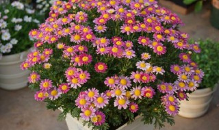 玛格丽特花谢后怎样修剪（玛格丽特花后如何修剪）