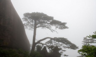 迎客松是什么松树 华山迎客松是什么松树