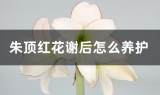 朱顶红花谢后怎么养护 新栽的朱顶红怎样养护