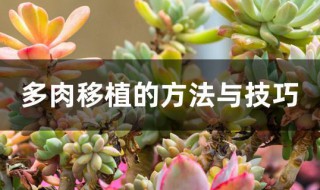 多肉移植的方法与技巧 多肉移栽的方法与技巧