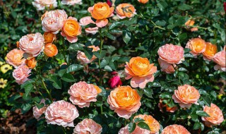 盆栽月季花如何施肥 盆栽月季花施肥施什么肥料