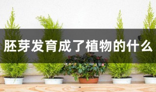 胚芽发育成了植物的什么（胚轴发育成了植物的什么）
