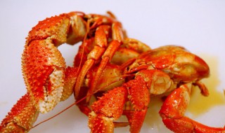 虾怪是什么 虾怪是什么季节的