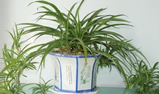 吊兰怎么养才能长出小吊兰（吊兰怎么养才能长出小吊兰呢）