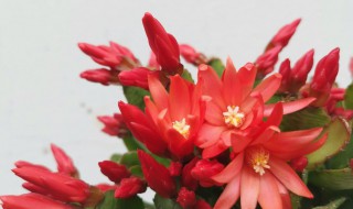 仙指兰的寓意是什么（仙指兰百科）