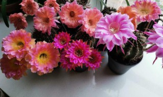 彩草仙人球一年开几次花 彩草仙人球一年开几次花