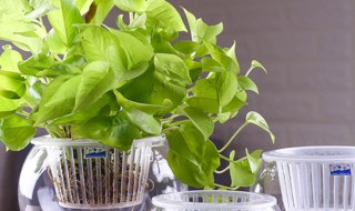 水培绿萝怎么剪枝种植 水培绿萝怎么剪枝种植方法