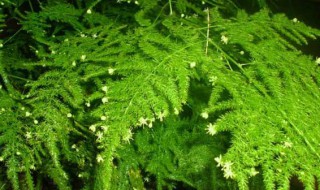 文竹浇什么才能更旺盛（文竹浇什么水长得最旺）